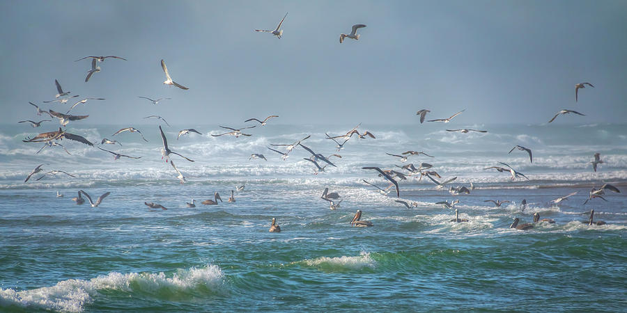 Pacific Seabirds 0988 Photograph