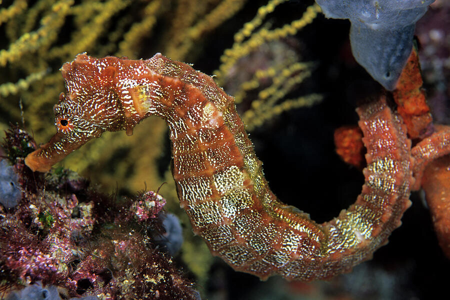 Pacific outlets Seahorse