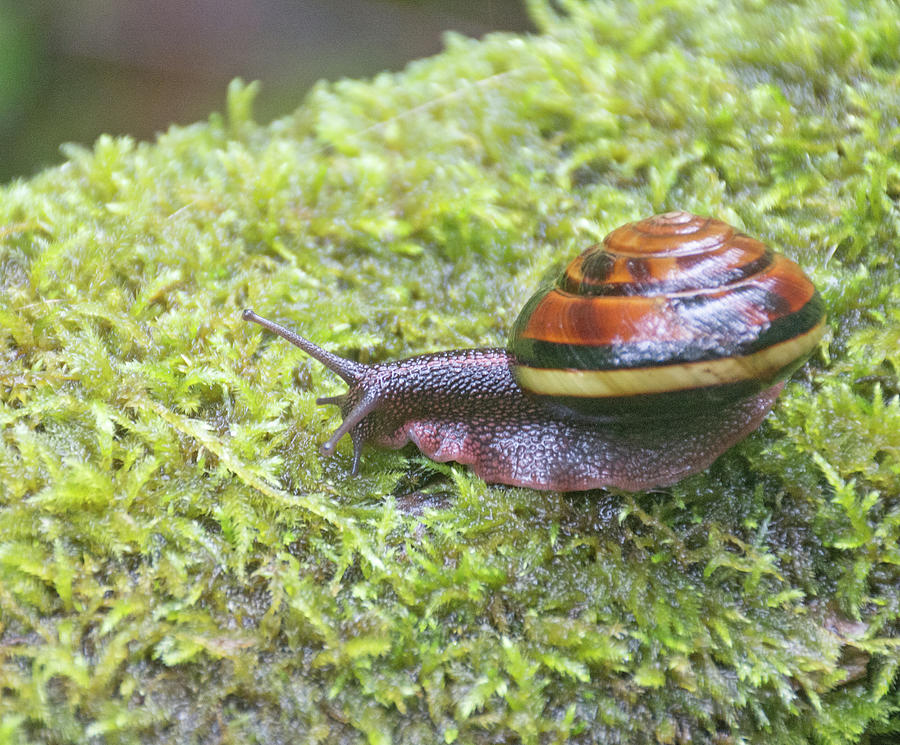 snailsvn demo