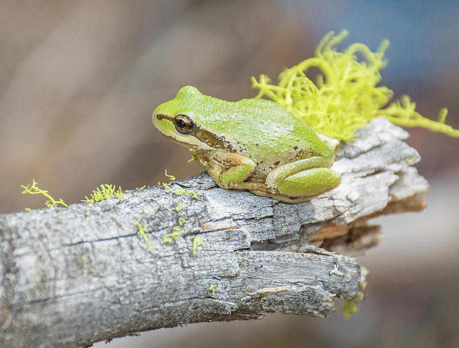 It's raining frogs! Splendid Tree Frogs successfully bred