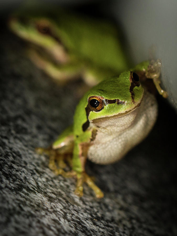 Pacific Tree Frog Stare Photograph by Jean Noren