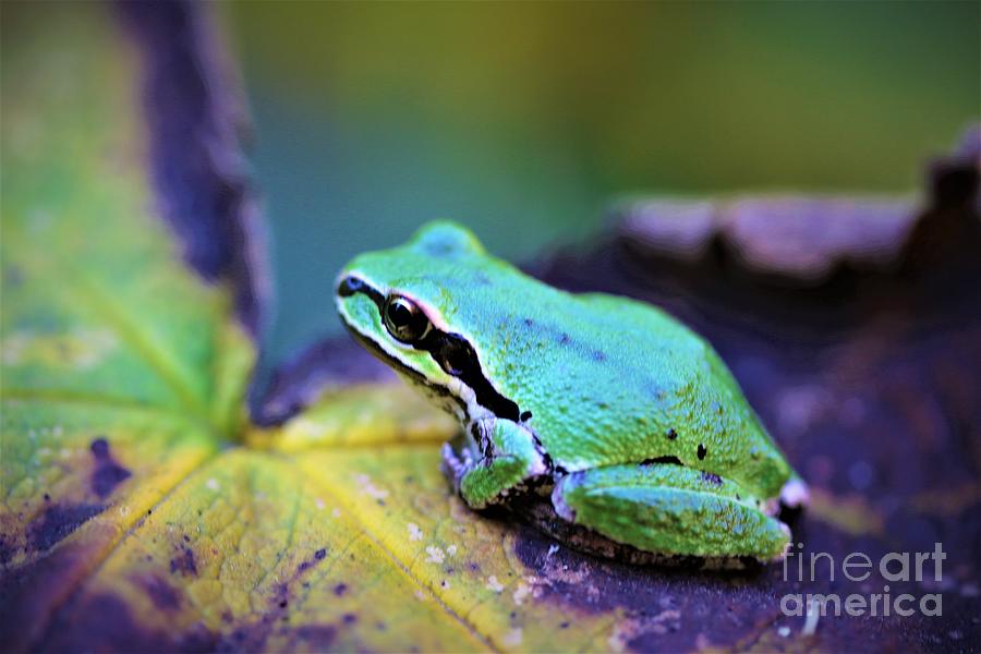 Pacific Tree Frog Up Close Digital Art by Nick Gustafson