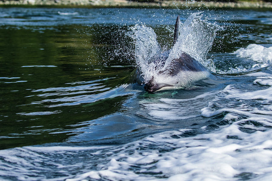 Pacific White side dolphin Photograph by Michelle Pennell