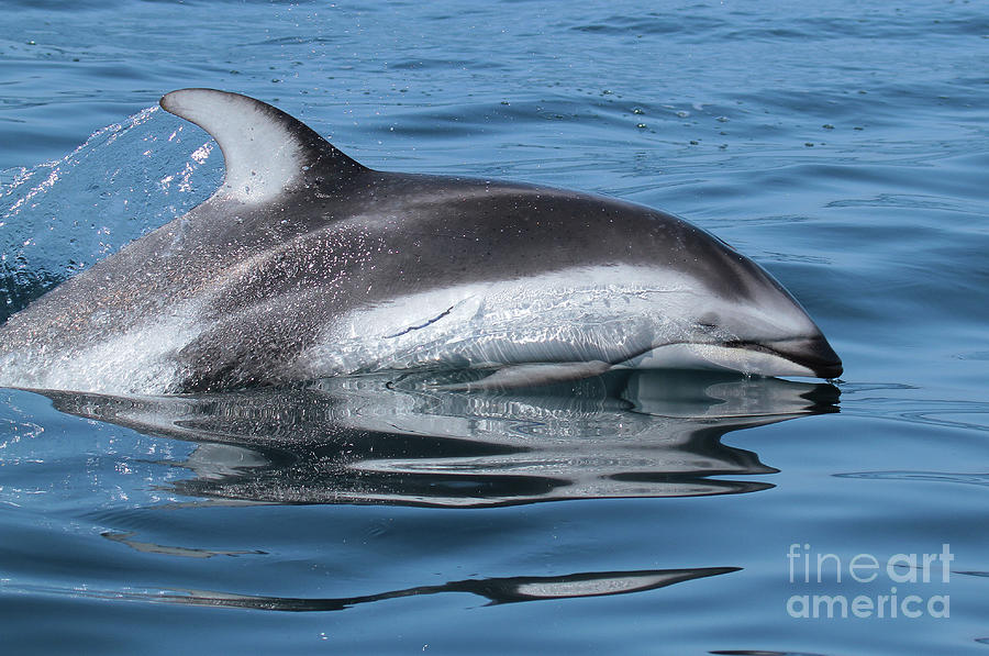 Pacific White-sided Dolphin Lagenorhynchus Obliquidens Photos Photograph
