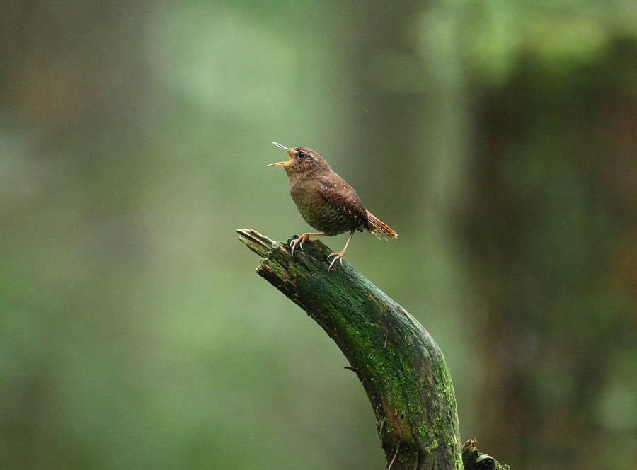 Pacific Wren Singin His Little Heart Out Photograph by Mark K. Daly