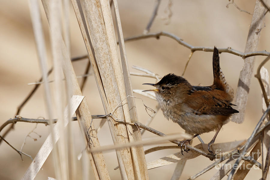 Marsh Wren Song by Sue Harper Marsh Wren Song by Sue Harper