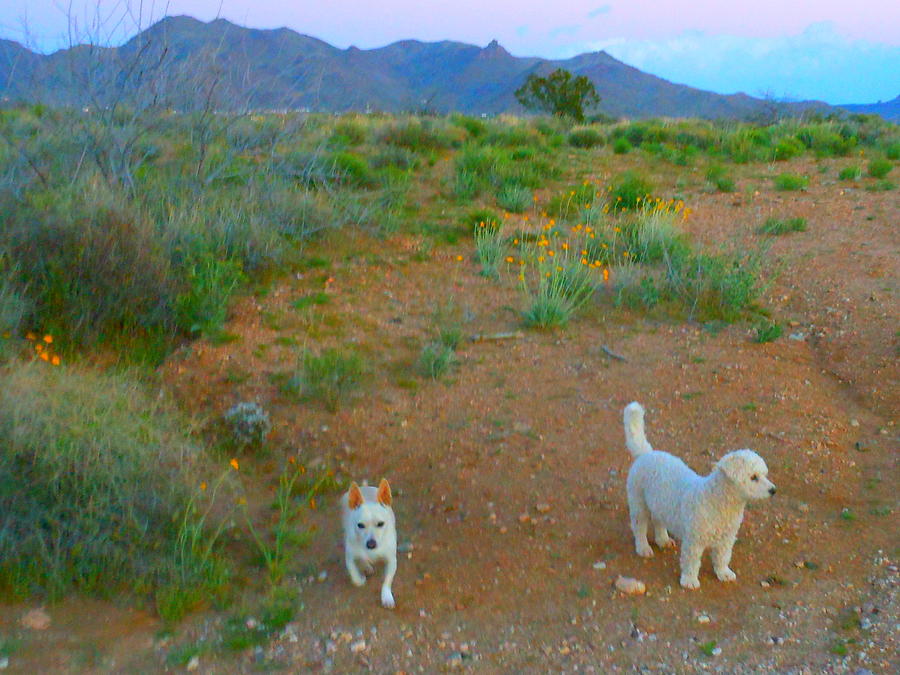 Good Photograph - Paco And Cesar Love The Desert by James Welch Good Photograph - Paco And Cesar Love The Desert by James Welch