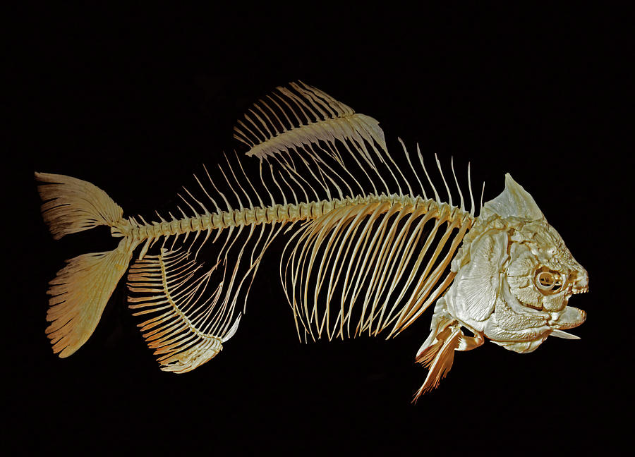 Pacu Fish Skeleton Photograph by Millard H. Sharp