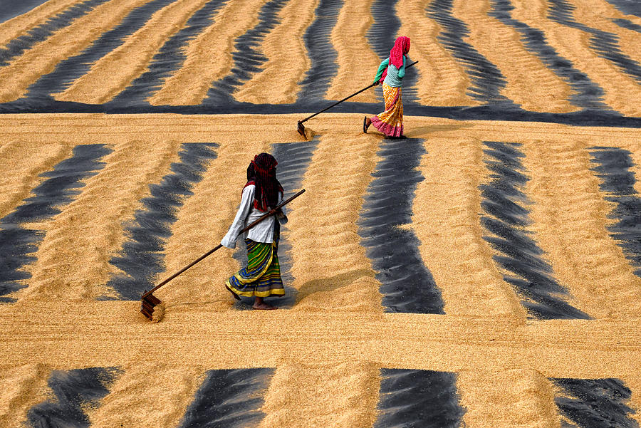 Paddy Drying Photograph by Avishek Das - Pixels