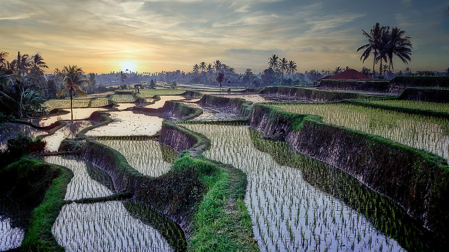 Paddy Fields Forever Photograph by Eden Antho