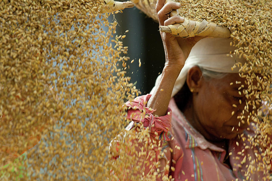 Paddy Harvesting At Tasrak Photograph by Gulfu Photography