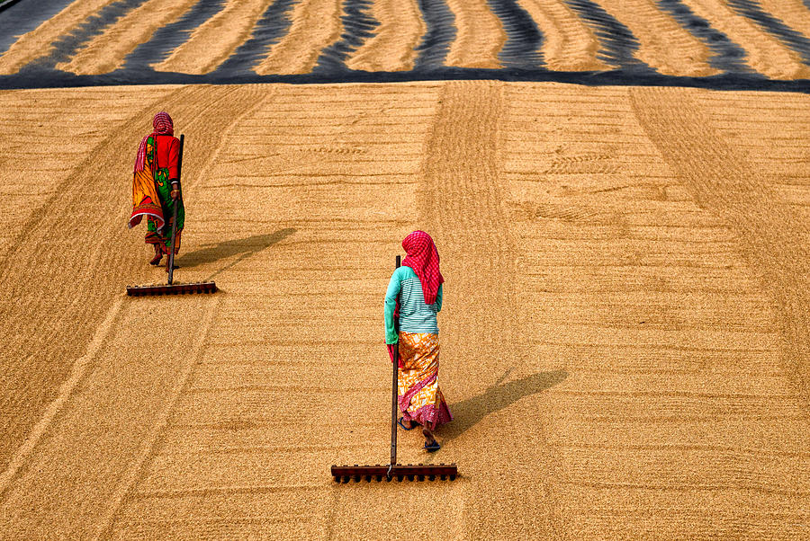 Paddy Processing Photograph by Avishek Das - Fine Art America