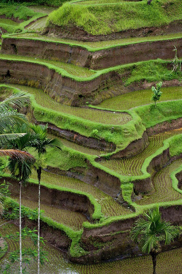 Paddy Rice Field, Bali Photograph by Charles Briscoe-knight