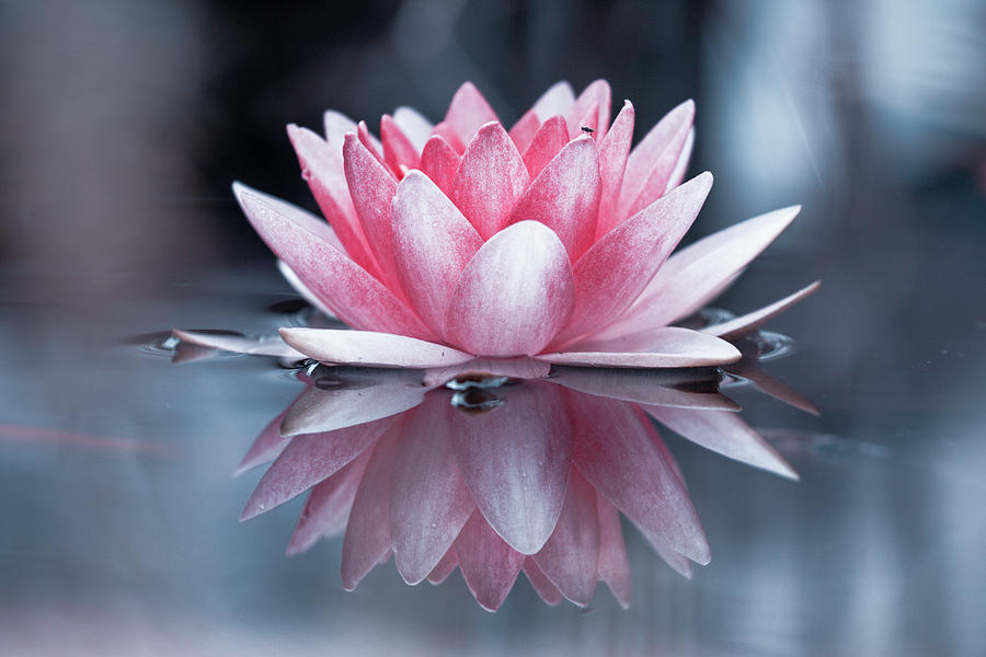 Padmasana Photograph by Fabien Bravin - Fine Art America