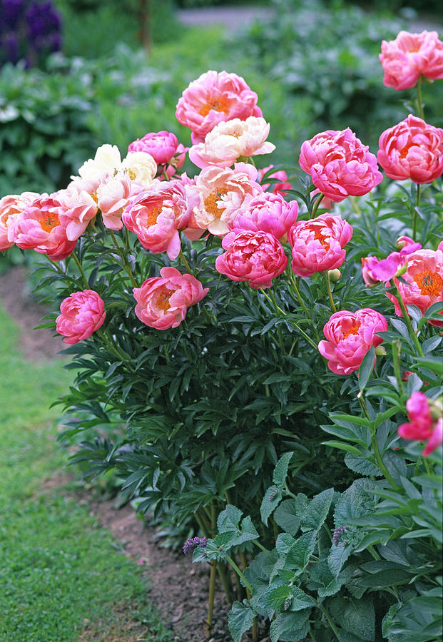 Paeonia coral Charm peony Photograph by Friedrich Strauss