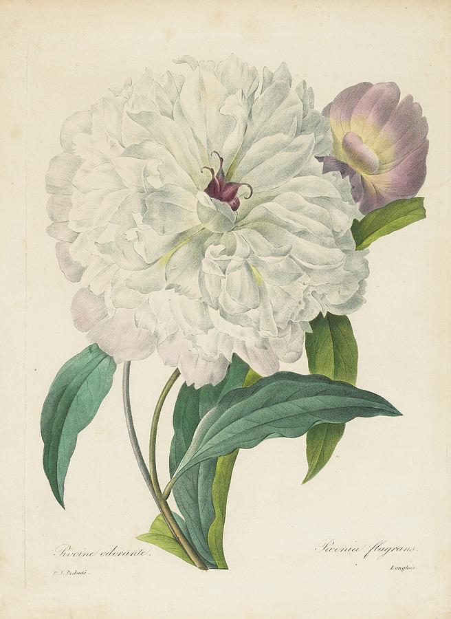 Paeonia Flagrans Painting by Pierre Joseph Redoute - Fine Art America