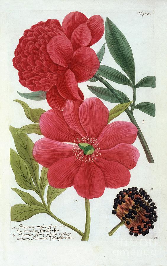 Paeonia Drawing by Heritage Images