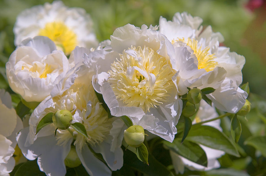 Paeonia Lactiflora Cheddar Gold 1 Photograph by Jenny Rainbow