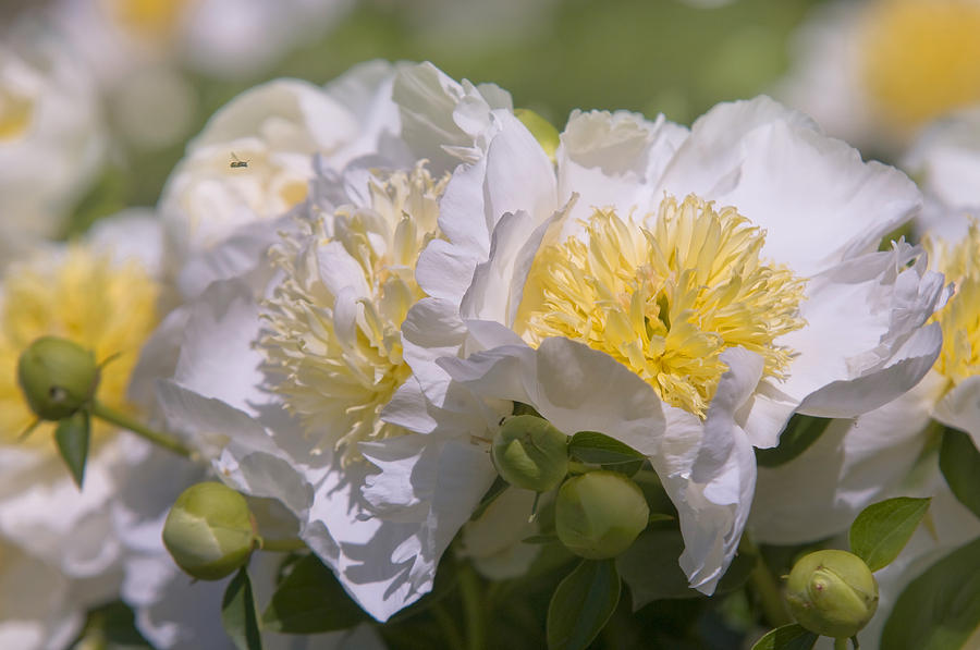 Paeonia Lactiflora Cheddar Gold 2 Photograph by Jenny Rainbow