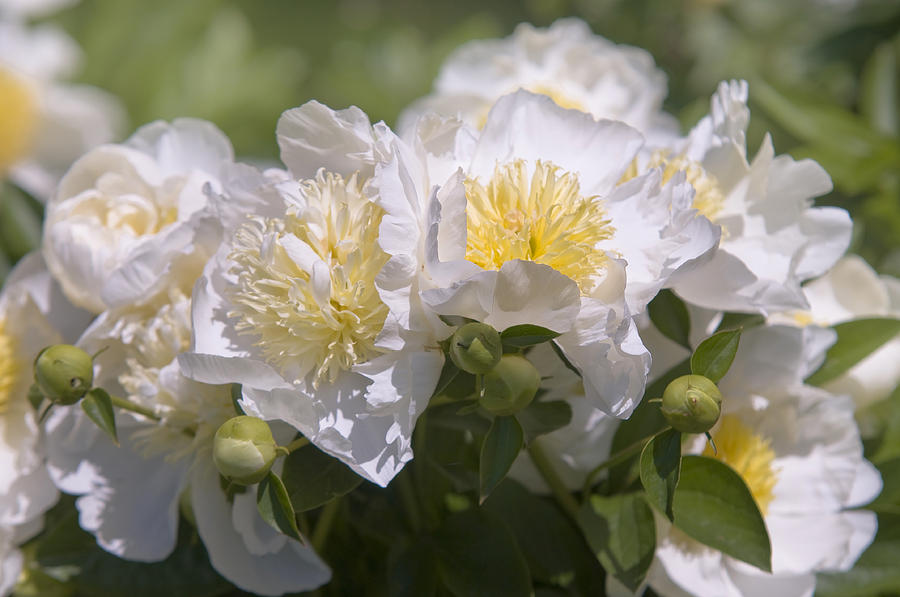 Paeonia Lactiflora Cheddar Gold Photograph by Jenny Rainbow