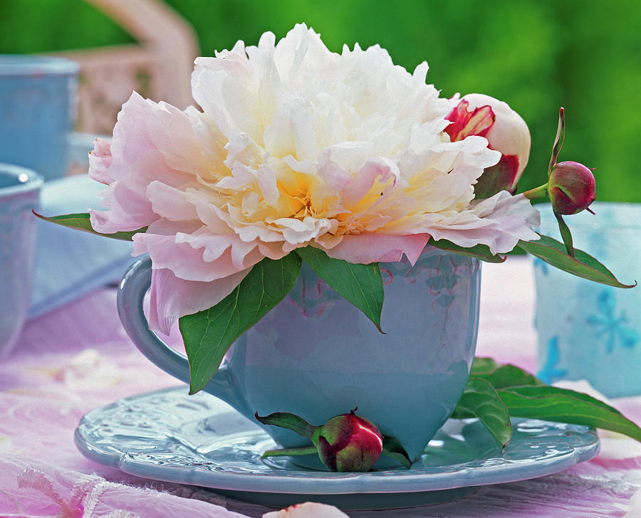 Paeonia peony, Cream Blossom In Light Blue Cup Photograph by Friedrich Strauss