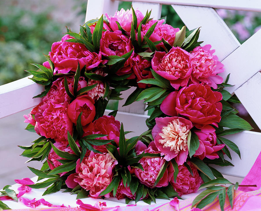 Paeonia peony Flowers Stuck To The Wreath As Bank Decoration Photograph by Friedrich Strauss