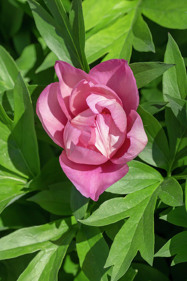 Paeonia Pink Double Dandy by Dawn Cavalieri Paeonia Pink Double Dandy by Dawn Cavalieri