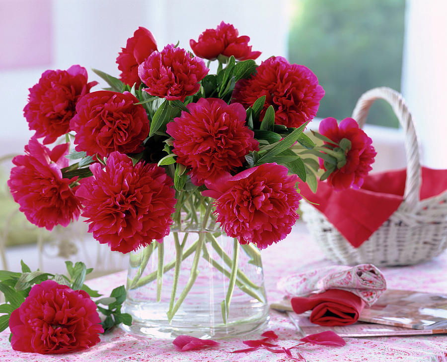 Paeonia red Peonies Photograph by Friedrich Strauss