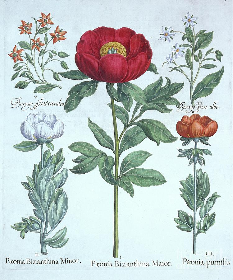 Paeonies And Borage Drawing by Heritage Images