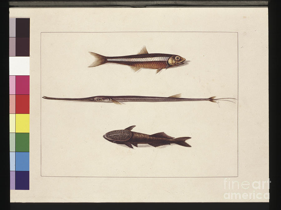 Page 13. Atherine, Tabacco, Pipe Fish, Remora Fish. Now Known As Anchovy, Flute Mouth And Sucking Fish, C.1789-90 Painting by Sarah Stone