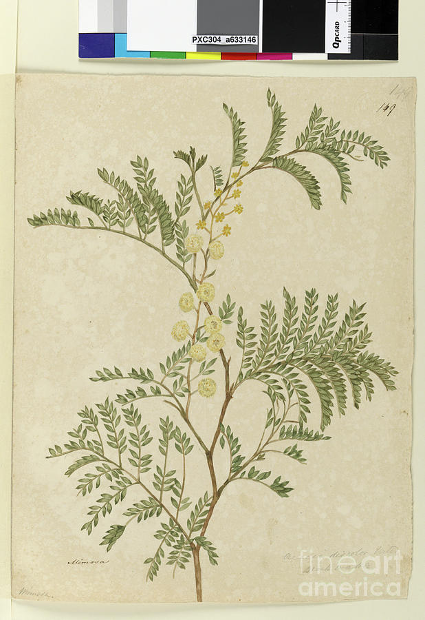 Page 149. Acacia Discolor/acacia Terminalis, C.1803-06 Painting by John William Lewin