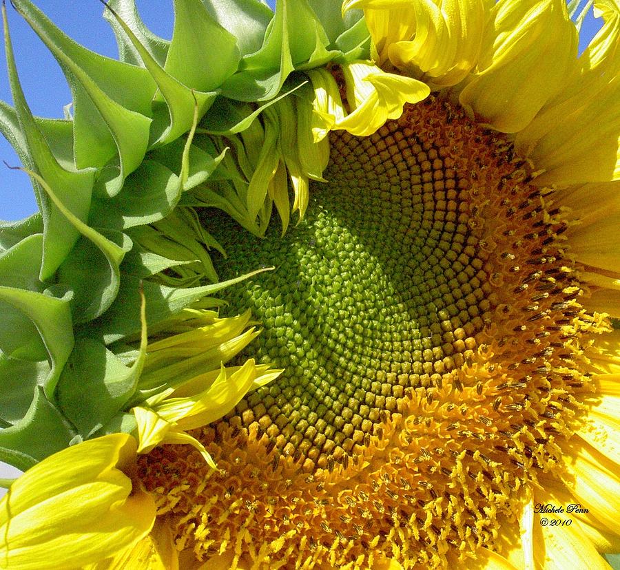 Page 20 in the book, Peace in the Present Moment. Sunflower Smiling Photograph by Michele Penn