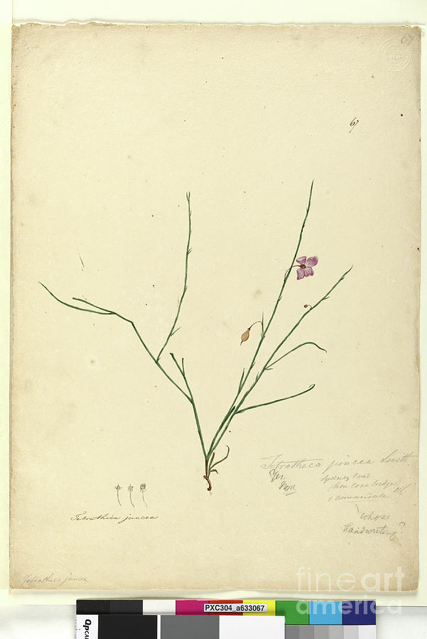 Page 67. Tetratheca Juncea, C.1803-06 Painting by John William Lewin