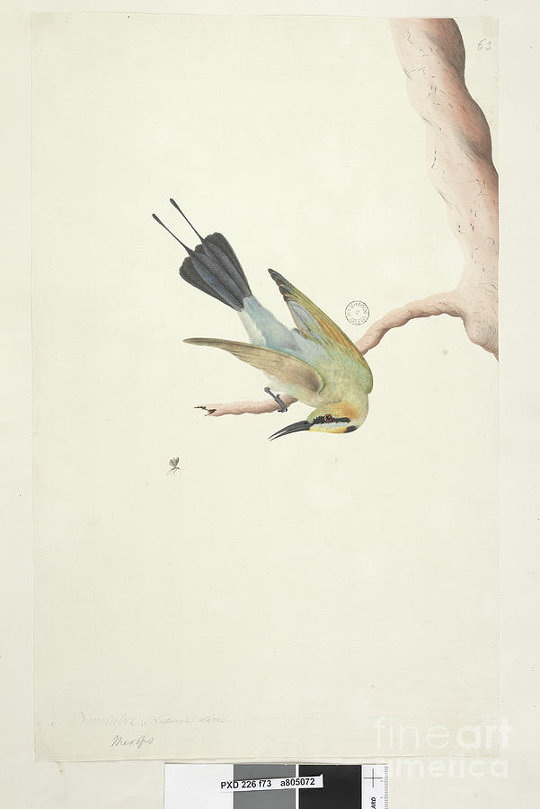 Page 73. Merops. Above Title In Different Hand November. Natural Size Rainbow Bird Merops Ornatus, 1791-92 Painting by Unknown Artist