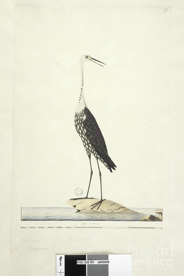 Page 91. Ciconia. Above Title In Different Hand December, Iris Doubtfull White, Necked Heron Ardea Pacifica Notophoyx Pacifica, 1791-92 Painting by Unknown Artist