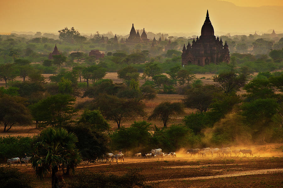 Pagodas Field In Bagan Photograph by Www.tonnaja.com