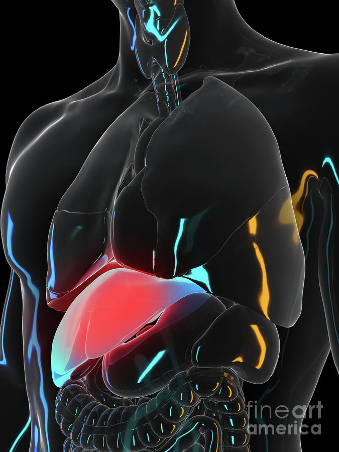 Painful Liver Photograph by Sebastian Kaulitzki/science Photo Library