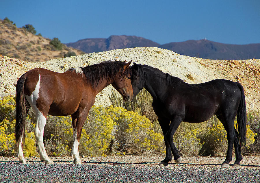 Paint and a Black Stallion standoff Photograph by Waterdancer