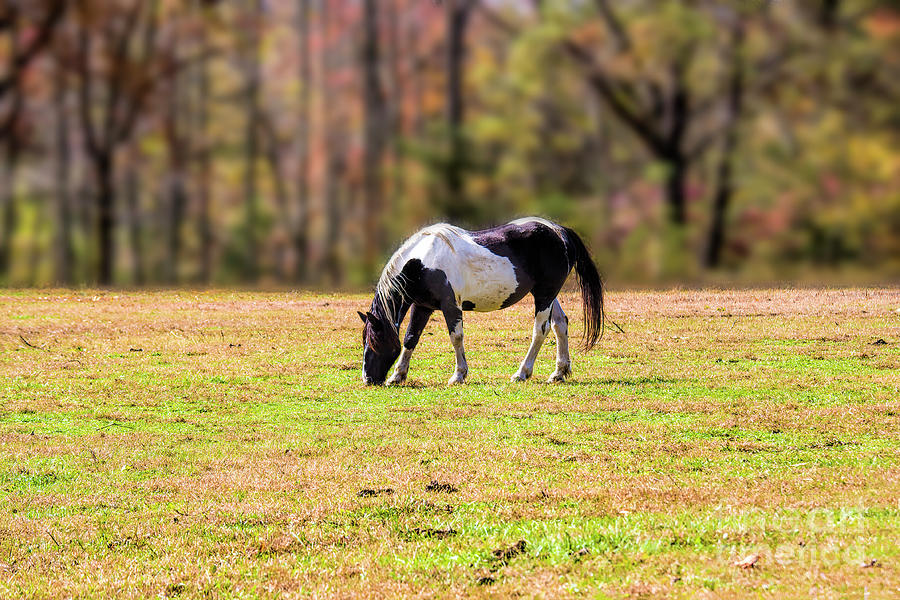 Paint Horse Grazing Photograph by Felix Lai