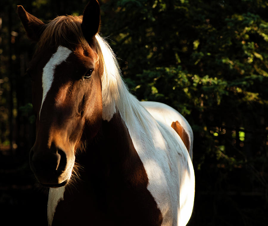 Paint Horse Photograph