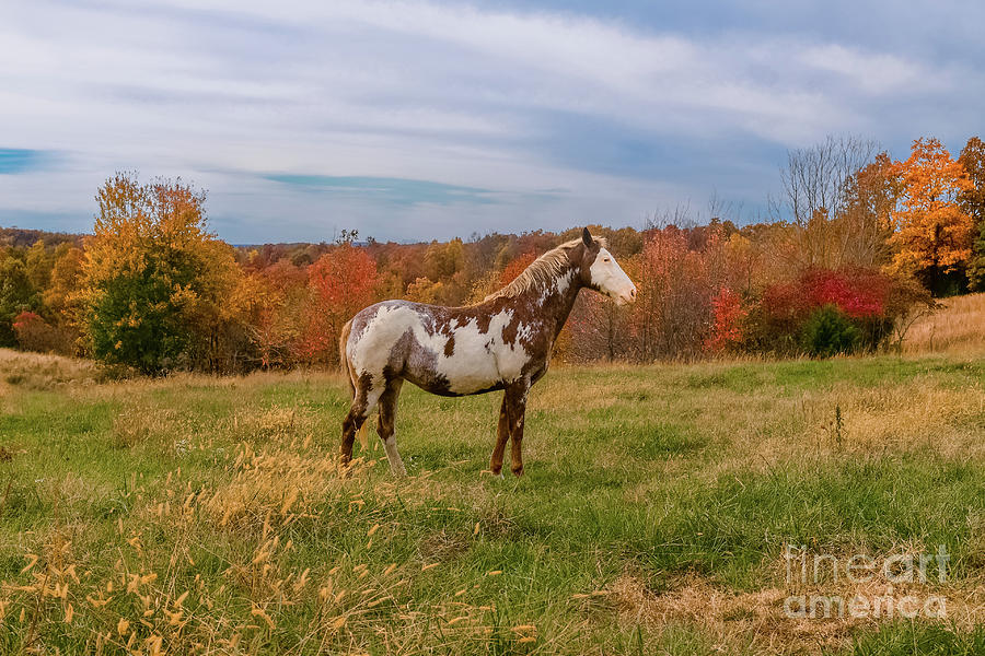 Paint In Fall Pasture Photograph by Robert Frederick