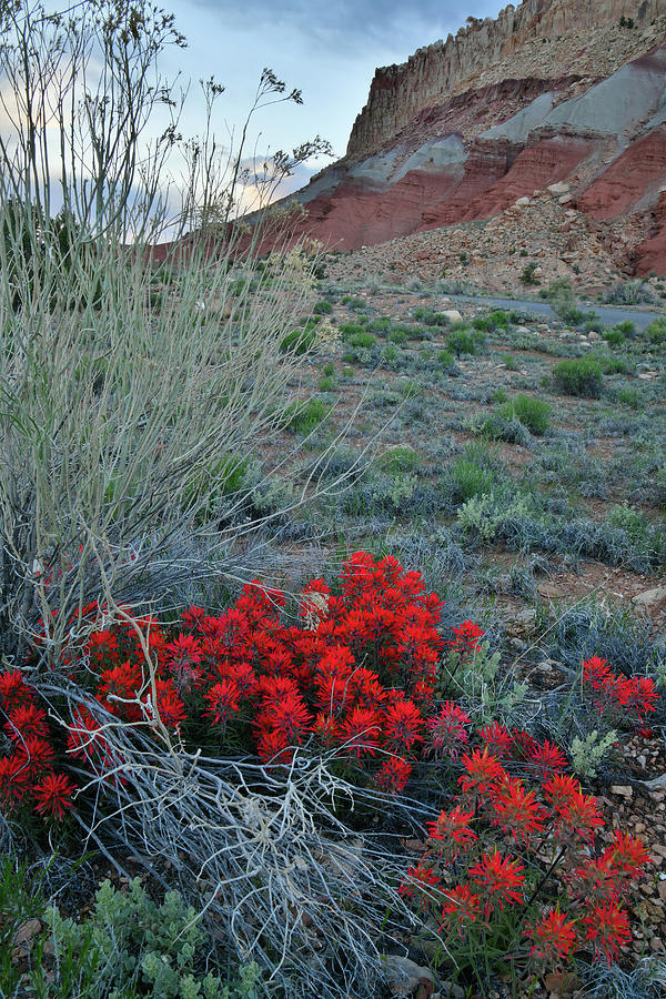 Capitol Reef National Park Photograph - Paintbrush along Scenic Drive in Capitol Reef NP by Ray Mathis