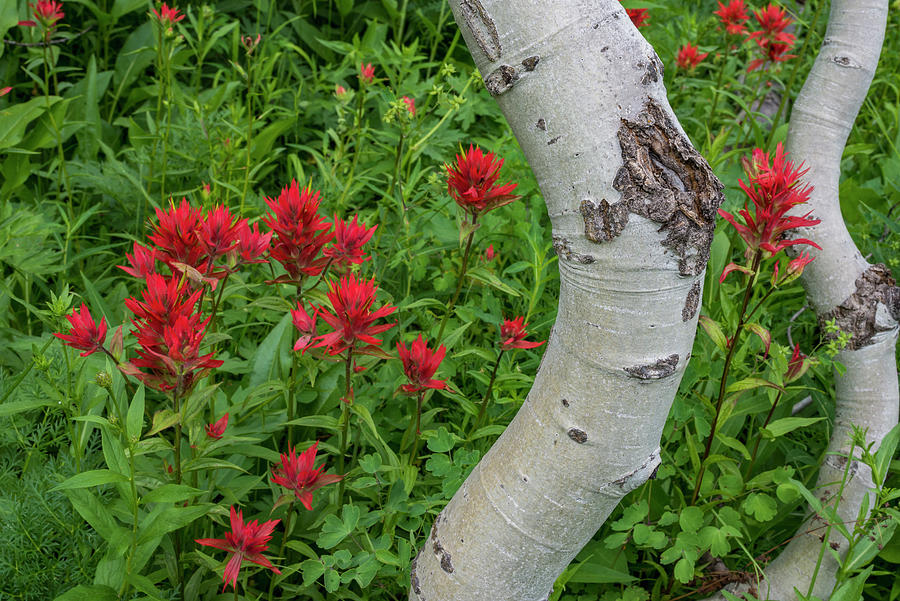Paintbrush And Aspen Trunk Photograph by Jeff Foott