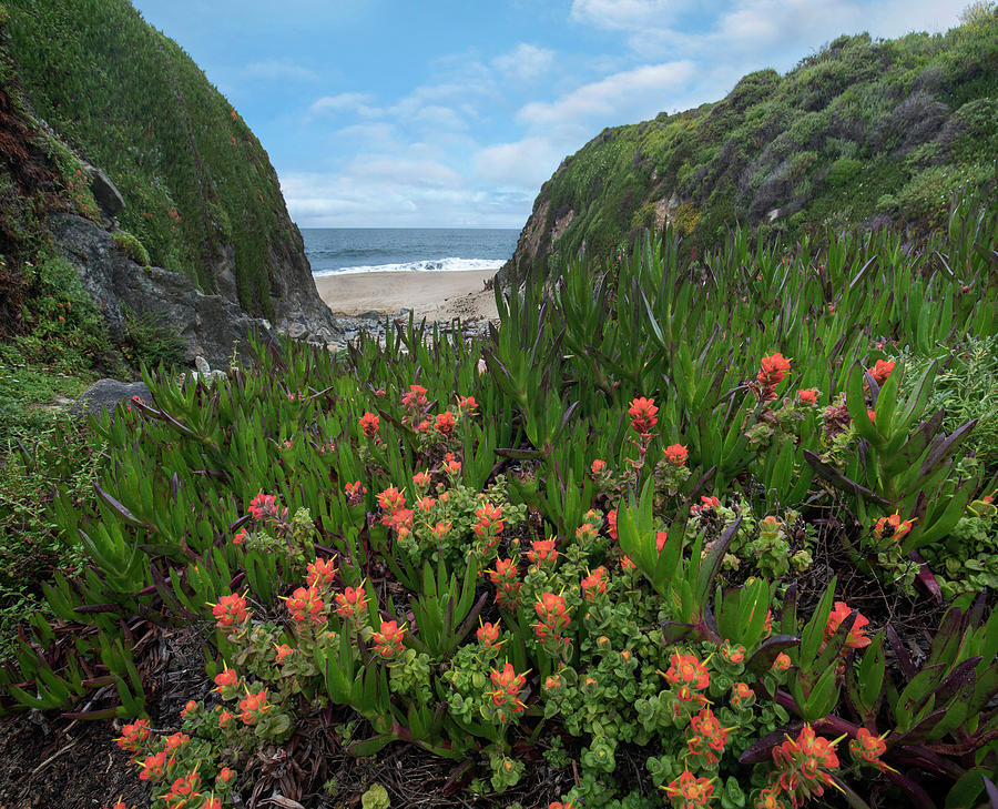 Paintbrush And Ice Plant, Garrapata State Beach, Big Sur, California Photograph by Tim Fitzharris