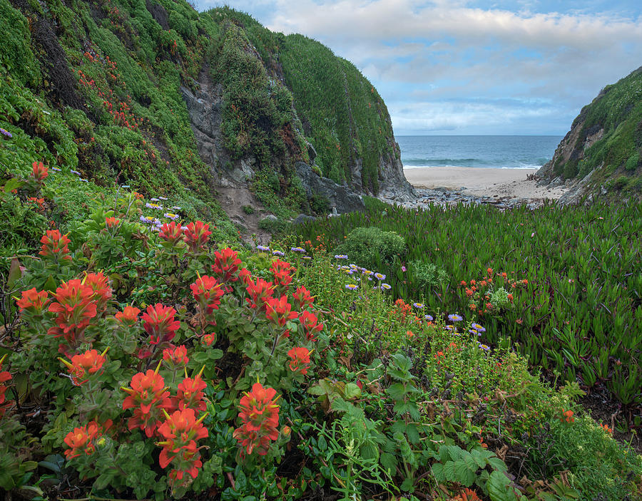 Paintbrush And Seaside Fleabane, Garrapata State Beach, Big Sur, California Photograph by Tim Fitzharris