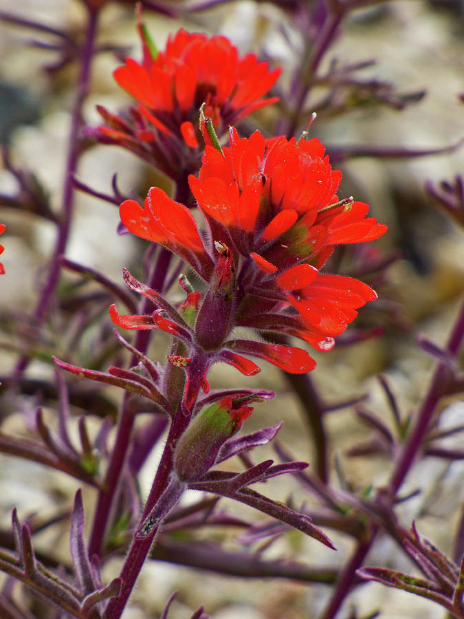 Paintbrush Photograph by Dianne Milliard