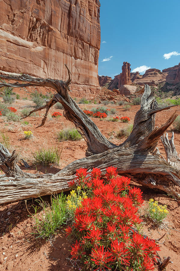Paintbrush In Arches National Park Photograph by Jeff Foott