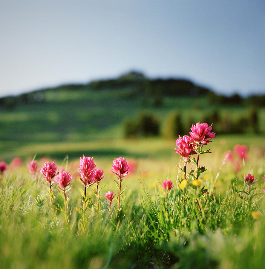 Paintbrush Wildflowers At Mt. Rainier Photograph by Danielle D. Hughson