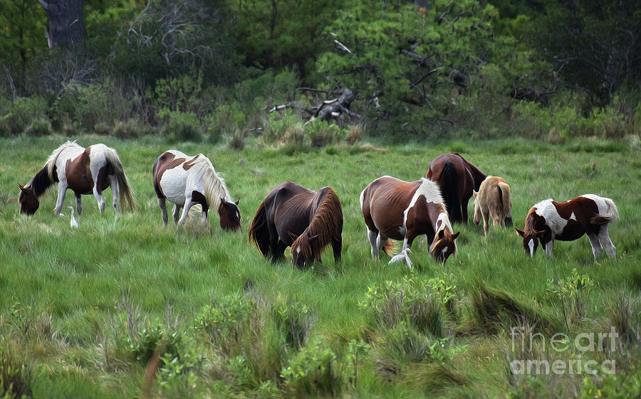 Painted Assateague Island Herd Photograph by Skip Willits