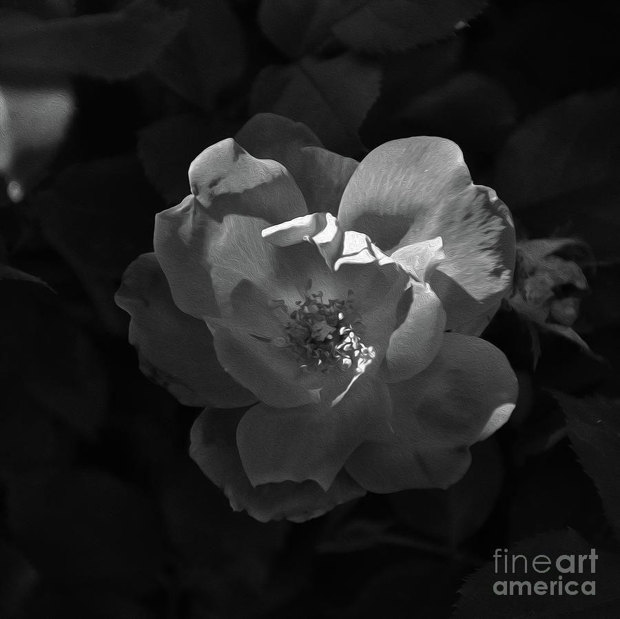 Painted B And W Knockout Rose Photograph